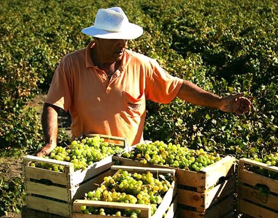 Pantelleria: gli alberi del vino che dialogano con il vento
